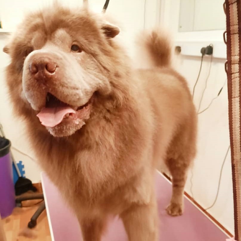 dog grooming dartmouth sharpei