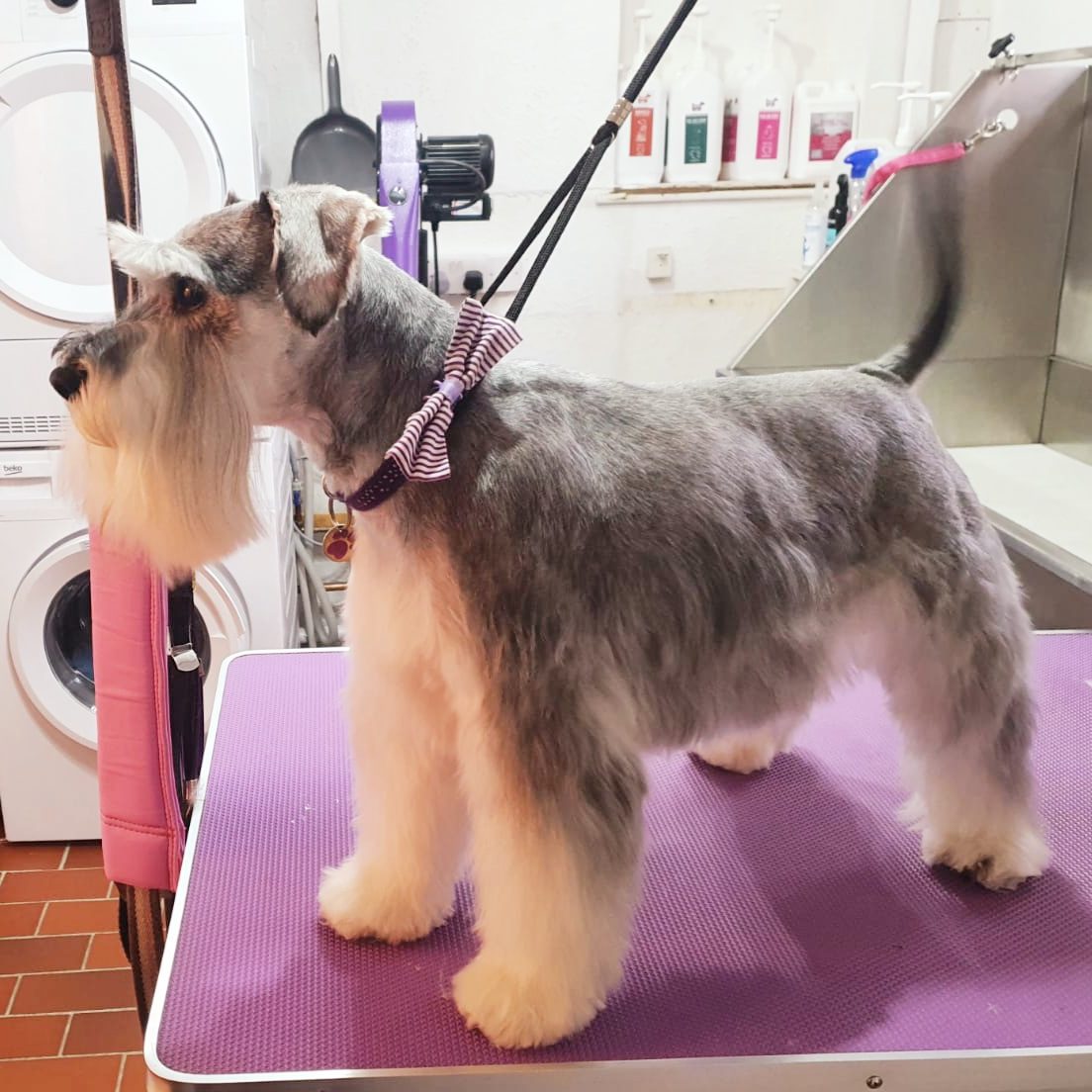 schnauzer dog grooming dartmouth