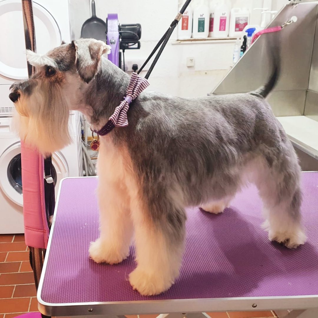 schnauzer dog grooming dartmouth