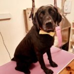 labrador dog grooming