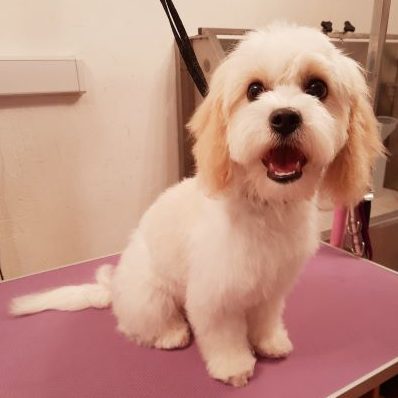 puppy dog grooming dartmouth uk